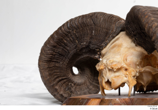 Skull Mouflon Ovis orientalis head horns skull 0033.jpg